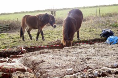 Exmoor ponies visiting dig site; 27th January 2014